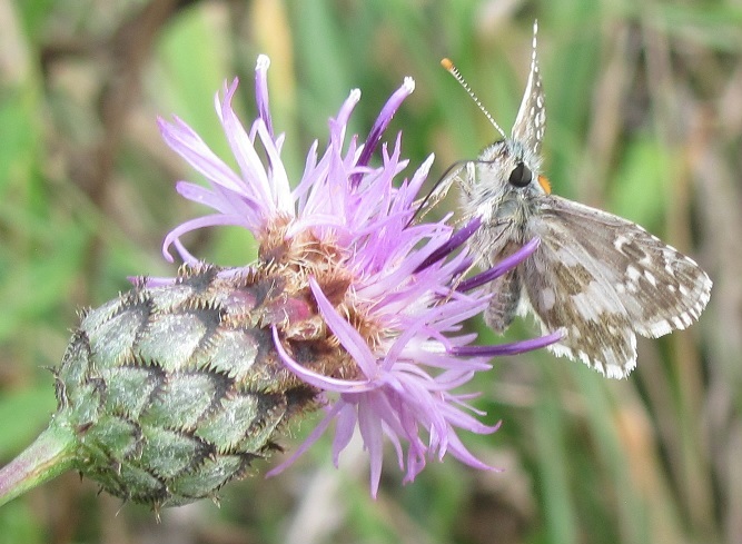 Quale Pyrgus? Pyrgus armoricanus, Hesperiidae